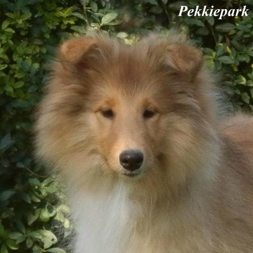 Ainsley of Pekkiepark 4 Monate